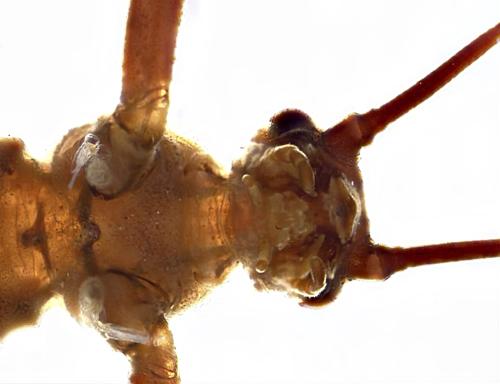 Winter Stonefly Larvae